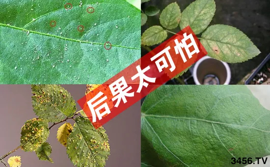 天旱防虫,不可轻视!它虫卵兼杀,10分钟,红白蜘蛛! 天旱防虫,不可轻视!它虫卵兼杀,10分钟,红白蜘蛛!